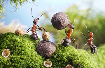 The best indices for size-factor ETFs